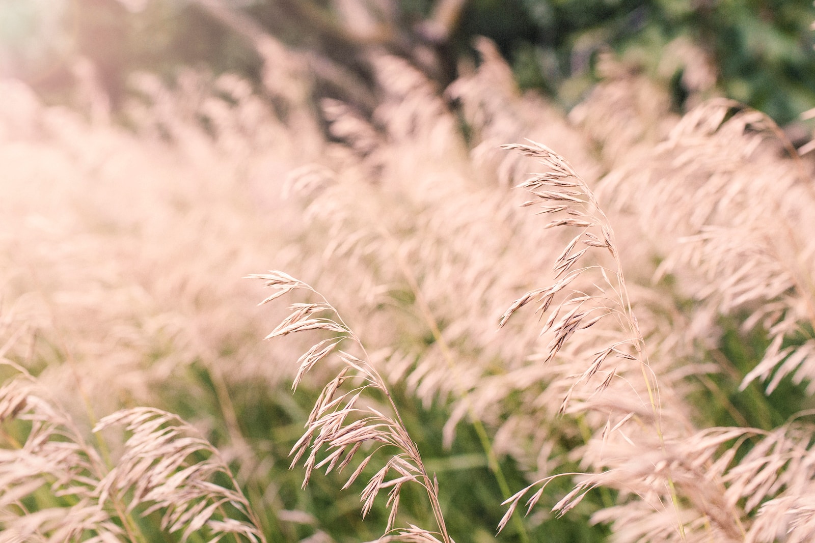 a close up of a field of tall grass